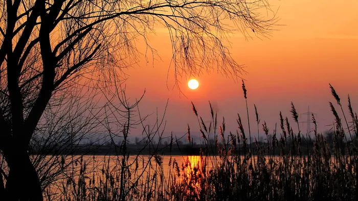 黄金时段摄影、太阳、日落、余辉、风景、树木、灌木、剪影