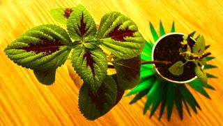 美丽，美丽，美丽，绿色，自然，花朵，植物，春天