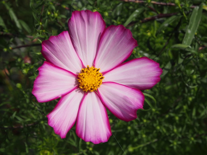 开花, 紫色, 白, 宇宙, 传单叶 schmuck blume, 宇宙, 花