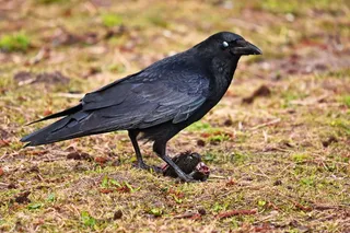 乌鸦，鸟，动物，乌鸦，乌鸦科，猎物，站立，有猎物的乌鸦