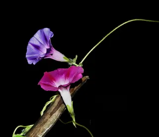 牵牛花，牵牛花，牵牛花，花朵，花朵，蓝色，粉色