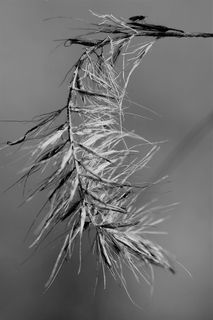 草，近距离，黑白，宏，植物，自然，草，哈勒姆