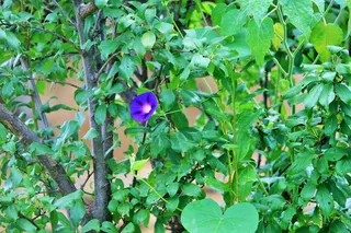 牵牛花，花，花，喇叭，牵牛花，花，紫色，树叶，生长