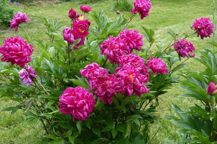 牡丹, 红色, 开花, 花, 美, 自然, 鲜花