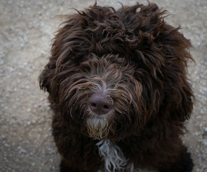 动物，狗，小狗，毛茸茸的狗，巧克力狗，可爱的狗，一只动物，狗
