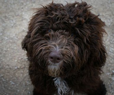 动物，狗，小狗，毛茸茸的狗，巧克力狗，可爱的狗，一只动物，狗
