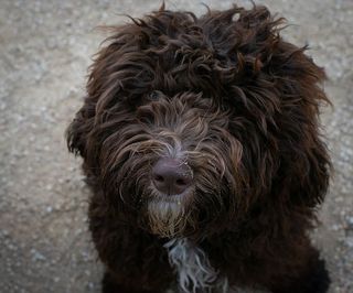 动物，狗，小狗，毛茸茸的狗，巧克力狗，可爱的狗，一只动物，狗