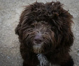 动物，狗，小狗，毛茸茸的狗，巧克力狗，可爱的狗，一只动物，狗