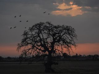 印度，旁遮普，鸟类，粉色，墙纸，2018，美丽，树木