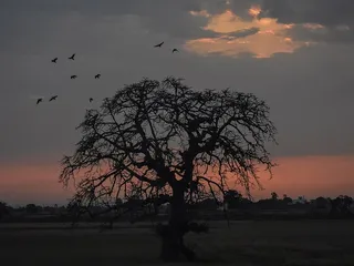 印度，旁遮普，鸟类，粉色，墙纸，2018，美丽，树木