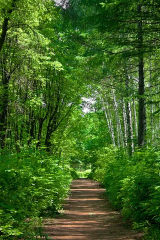 con2011，环境，环境，绿色，形象，自然，和平，照片