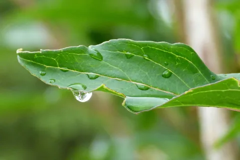 宏观, 滴, 露水, 叶, 绿色, 露珠, 细节, 植物部分 宏观, 滴, 露水, 叶, 绿色, 露珠, 细节, 植物部分