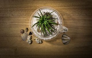 绿色，植物，花盆，青蓝的亚洲，这是最后一家公司，鱼缸，玻璃，木材