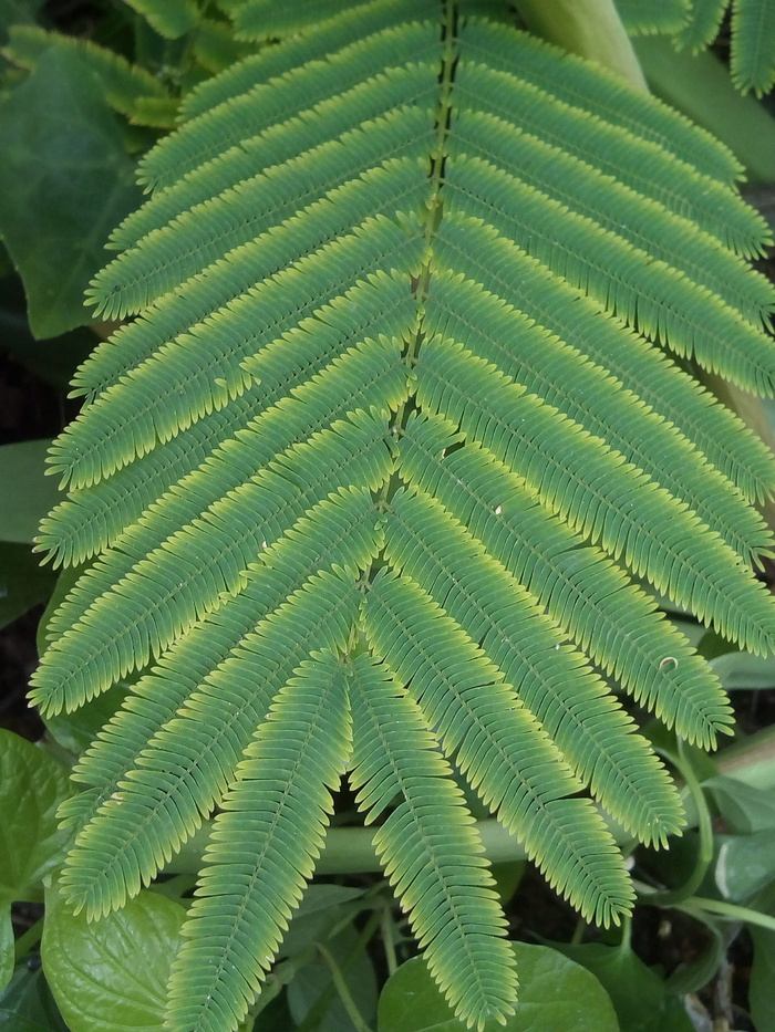 绿色，植物，单子叶植物，绿色，植物，茶，白茶，秋叶，新鲜