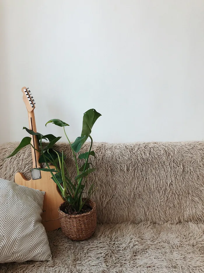 沙发上棕色电吉他旁的绿叶植物