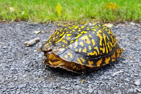 乌龟在过马路。 乌龟在过马路。