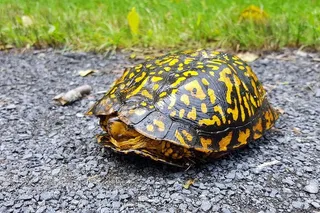 乌龟在过马路。