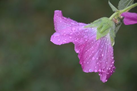 粉红色, 蜀葵, 花, 夏天, 花的, 花园, 自然, 植物学 粉红色, 蜀葵, 花, 夏天, 花的, 花园, 自然, 植物学