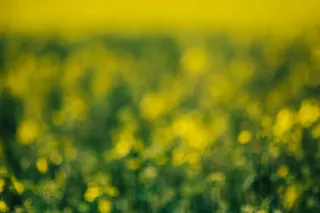 阳光明媚的油菜田