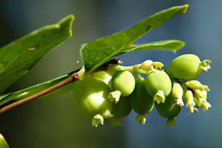 常见雪果、黄鳝、玩具鱼雷、帽子炸弹、森林、草地、自然、植物