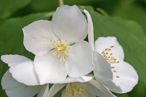 茉莉,假橙,欧洲哨子灌木,philadelphus Coronal,淡哨子灌木,夏季茉莉,鲍尔茉莉,开花 茉莉,假橙,欧洲哨子灌木,philadelphus Coronal,淡哨子灌木,夏季茉莉,鲍尔茉莉,开花