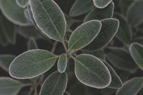 德国，法兰克福，植物园，法兰克福，植物，细节，植物，叶子，特写