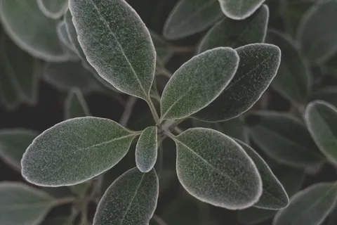 德国,法兰克福,植物园,法兰克福,植物,细节,植物,叶子,特写 德国,法兰克福,植物园,法兰克福,植物,细节,植物,叶子,特写