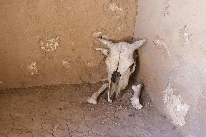 头骨，头盖骨，小屋，动物身体部位，室内，无人，动物主题，日