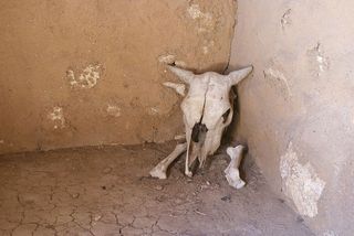 头骨，头盖骨，小屋，动物身体部位，室内，无人，动物主题，日