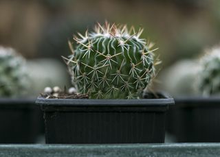 仙人掌特写摄影