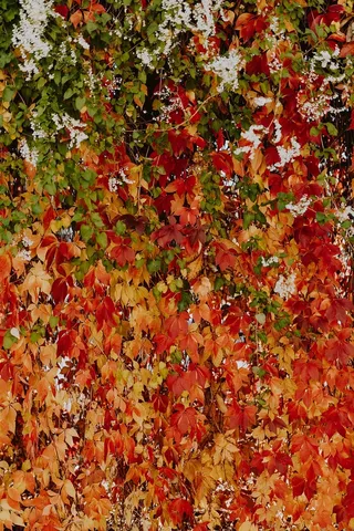 公园里五颜六色的藤蔓和树叶