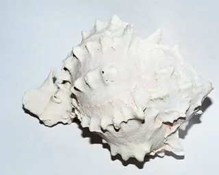 贝壳、海螺、白色、形状、几何、摄影棚拍摄、室内、白色背景