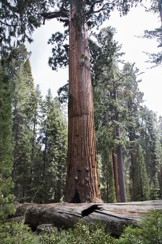 美国，红杉国家公园，树皮，自然，红杉，国家公园，巨人，景观