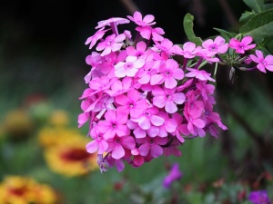 粉色，花朵，花朵，春天，花束，明亮，花园，夏天
