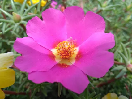 马齿苋、马齿苋花、马齿苋、马齿苋、花卉、五行草花、五草花、长寿花椰菜 马齿苋、马齿苋花、马齿苋、马齿苋、花卉、五行草花、五草花、长寿花椰菜
