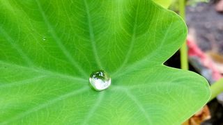 印度，印多尔，叶子，绿色植物，水滴，植物部分，绿色，特写