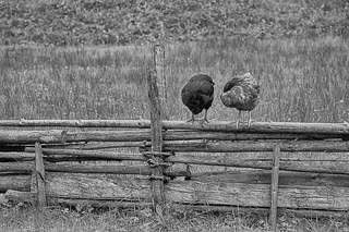 鸡肉、农场、户外、家禽、鸟类、母鸡、农村、动物