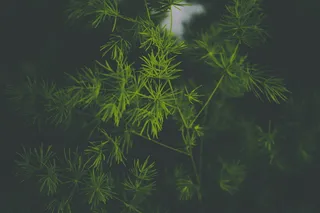 绿色植物的浅聚焦照片