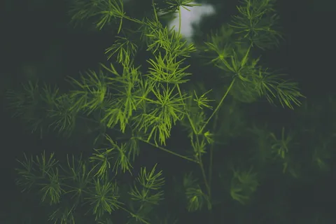 绿色植物的浅聚焦照片 绿色植物的浅聚焦照片