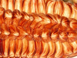 玉米，谷物，农业，食品，华肯奎拉斯，玉米品种，玉米艺术，背景