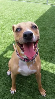 狗，坑，公牛，狗，家养，宠物，一只动物，草