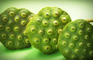 莲花、种子、花、叶、豆荚、印度、特写、孤立