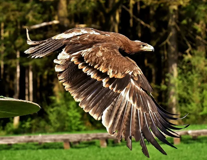 褐飞鹰、阿德勒、猛禽、猛禽、动物、苍蝇、贵族、猎物