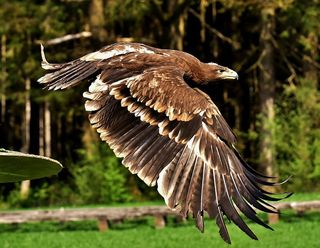 褐飞鹰、阿德勒、猛禽、猛禽、动物、苍蝇、贵族、猎物