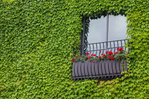 红色花瓣的花，植物，植被，常春藤，栏杆，户外，栏杆，扶手