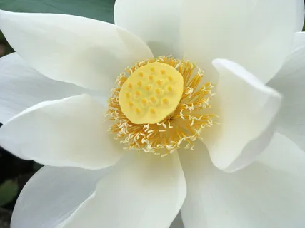 白色、黄色、莲花、莲花、花园、花朵、自然、户外 白色、黄色、莲花、莲花、花园、花朵、自然、户外
