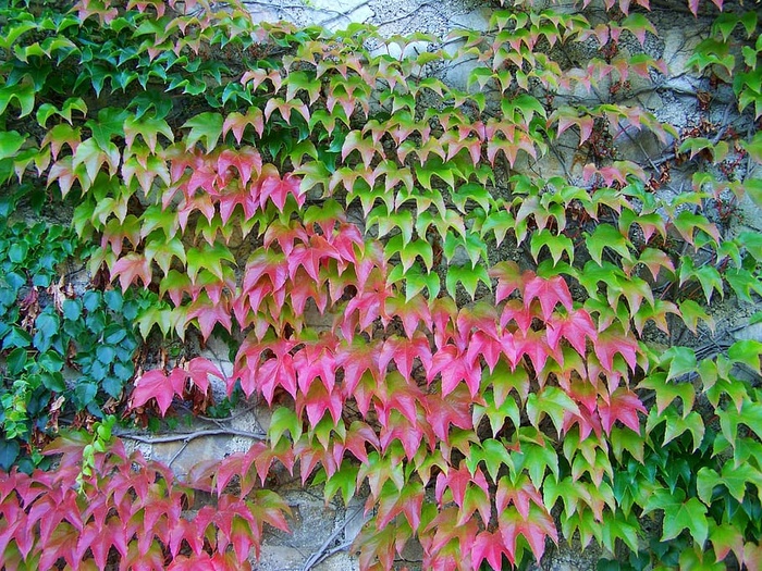 野生，葡萄，野生葡萄，秋天的颜色，攀缘植物，植物，叶子，粉色