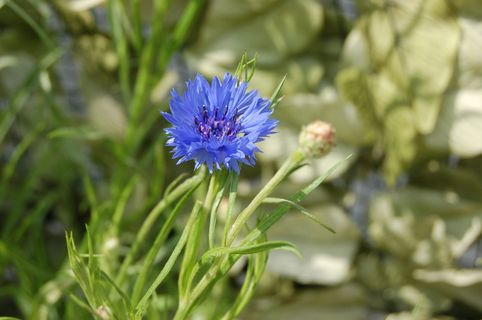 鸢尾花, 自然, 花, 夏季, 开花植物, 植物, 新鲜, 自然之美