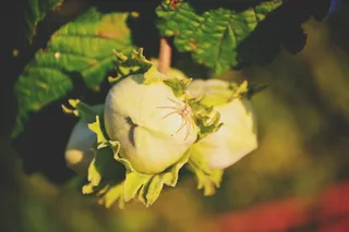 nature，榛子，榛子，榛子，masuria，坚果，蜘蛛，夏天
