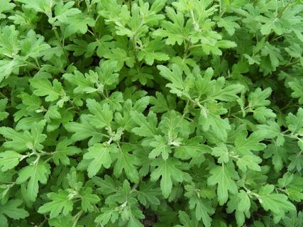 植物，湿巾，叶子，绿色，植物部分，生长，植物，全框架